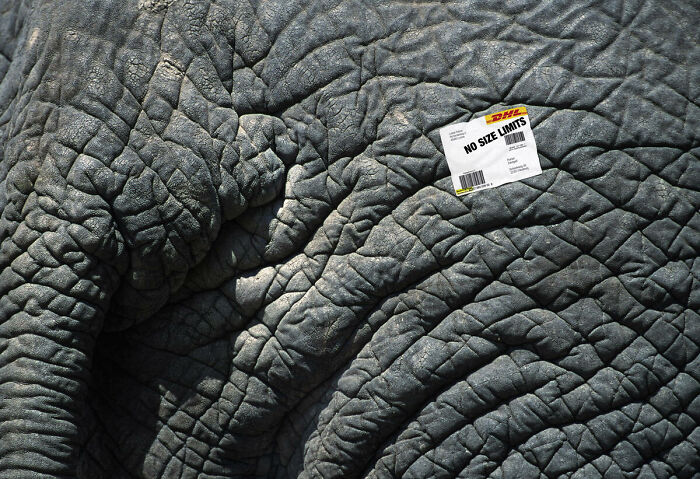 Close-up of an elephant's wrinkled skin with a DHL label reading no size limits, featured in an elephant ad campaign.