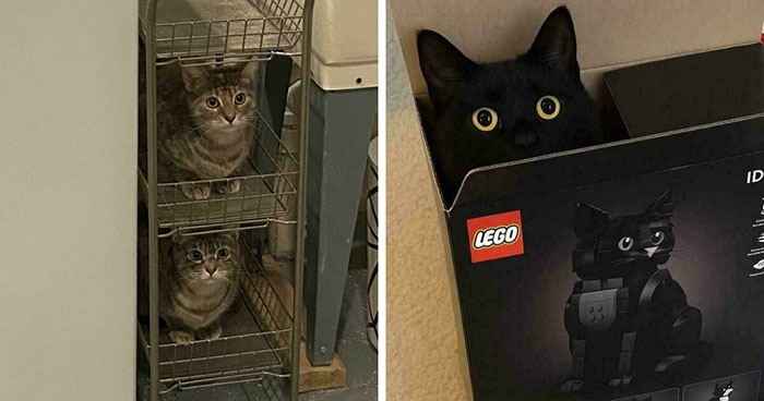 “If I Fits, I Sits”: 50 Pics Of Cats That Prove They Can Be Comfy Pretty Much Anywhere