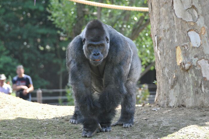 Gorilla walking on dirt ground in an outdoor enclosure with trees and blurred people in the background, symbolizing karma.