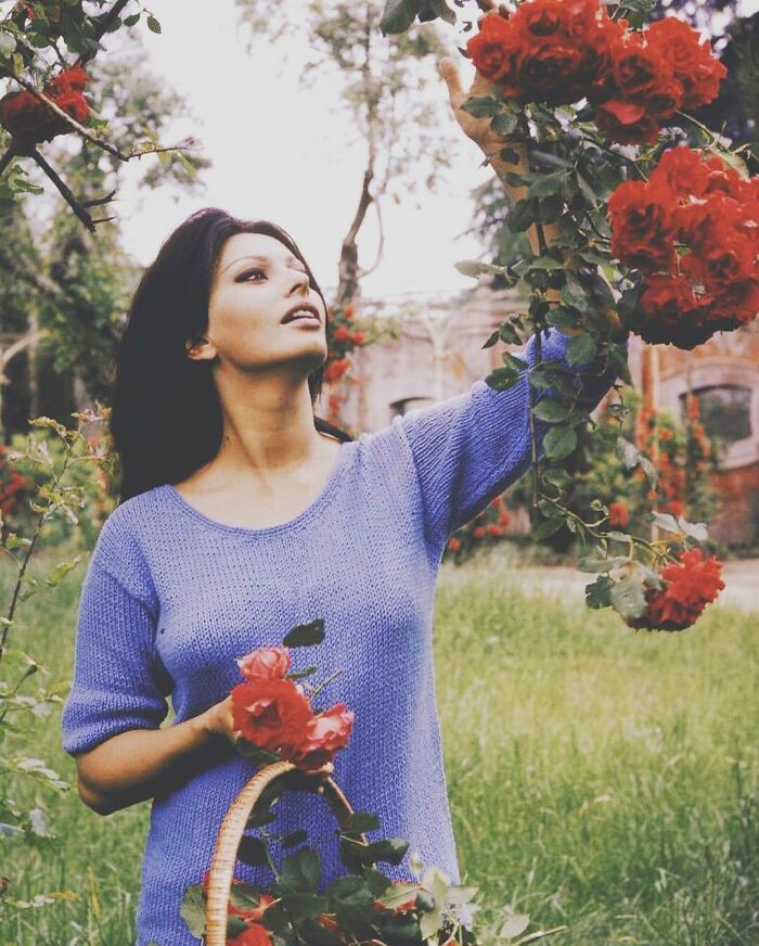 Young woman in a blue sweater picking red roses outdoors, embodying Italian beauty in a serene garden setting.