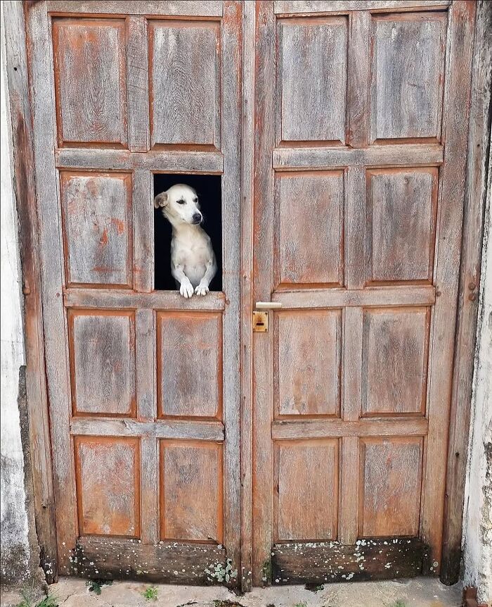 Small dog peeking through a wooden door panel, showing one of the most fascinating photos in the newest collection.