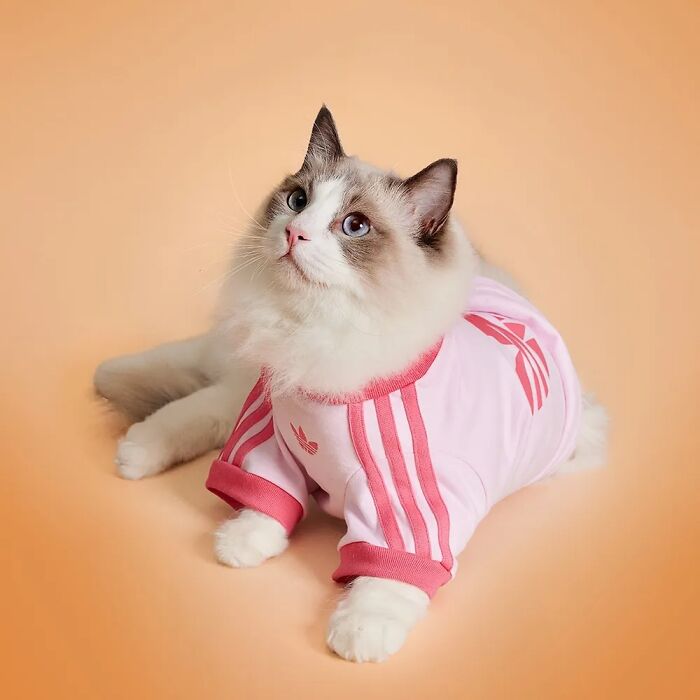 Fluffy cat wearing a pink pet fashion collection outfit from a popular brand, posing on an orange background.