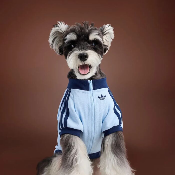 Small dog wearing a sporty pet fashion outfit in blue, showcasing the popular brand pet fashion collection look.