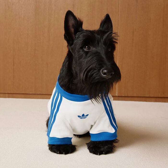 Scottish Terrier wearing a stylish Adidas pet fashion collection outfit with white and blue colors indoors.