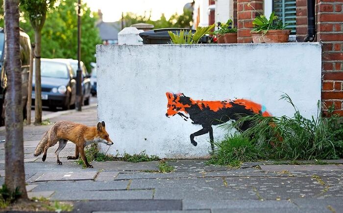 Fox walking near a street wall with vibrant graffiti fox art, showcasing one of the most fascinating photos in the newest collection.