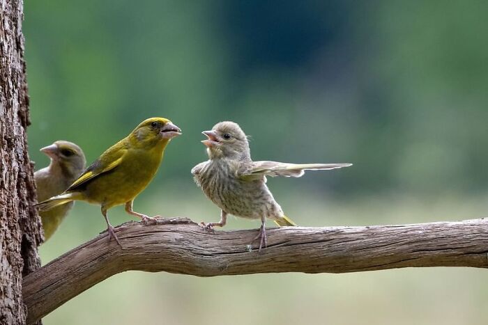 Three small birds on a tree branch in nature, featured in fascinating photos collection with newest 30 images.