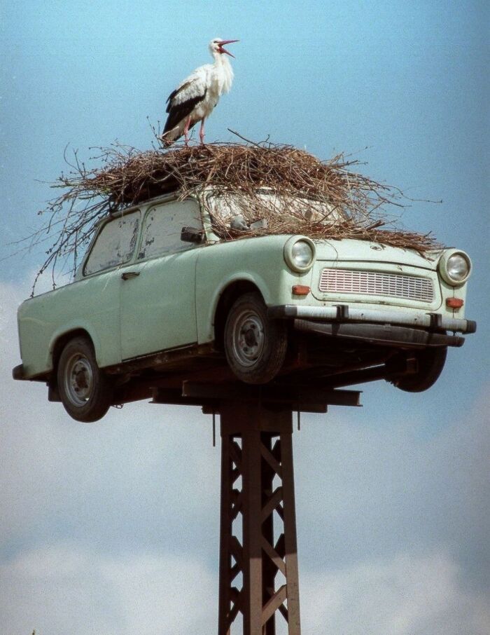 Vintage car elevated on a pole with a large bird's nest and stork, a fascinating photo capturing unique nature and urban contrast.