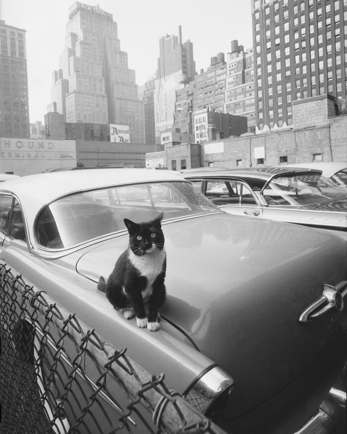 Black and white cat sitting on vintage car hood in urban parking lot, showcasing fascinating photos of city life.