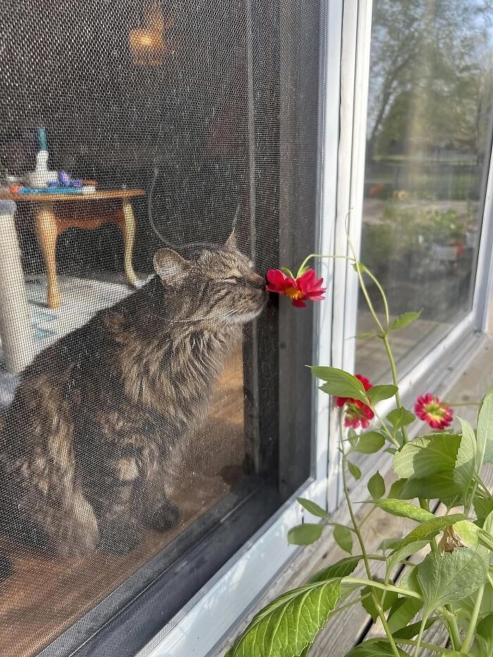 Tabby cat smelling a red flower through a window screen, one of the most fascinating photos with newest moments captured.