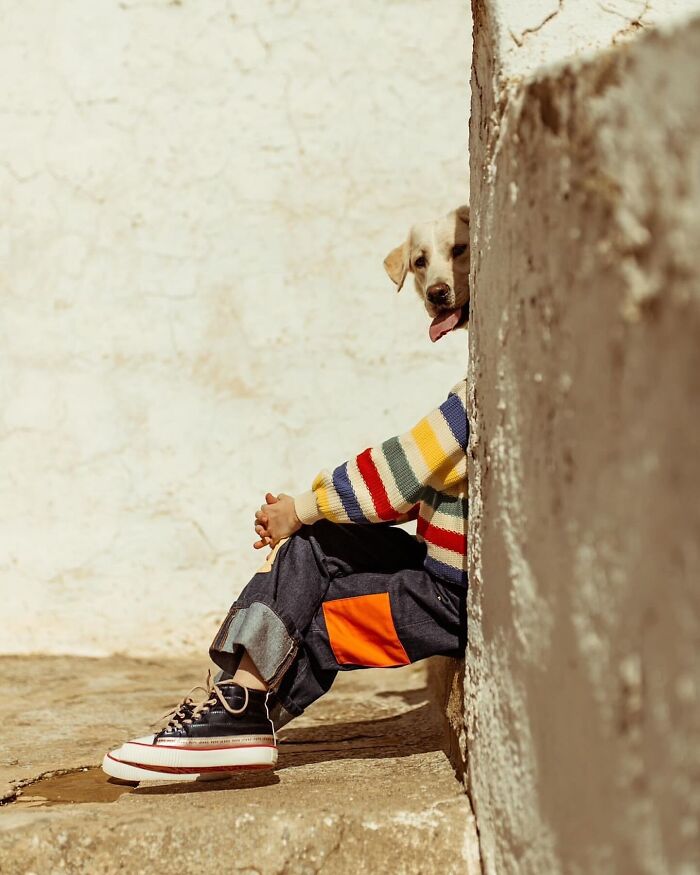Person with a dog head mask wearing colorful sweater sitting against a wall in a fascinating photo composition.