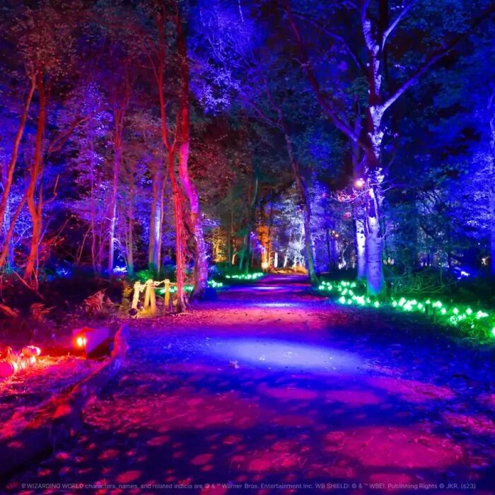 Colorfully lit forest path at a Harry Potter event, highlighting vibrant lights and themed decorations in a nighttime setting.