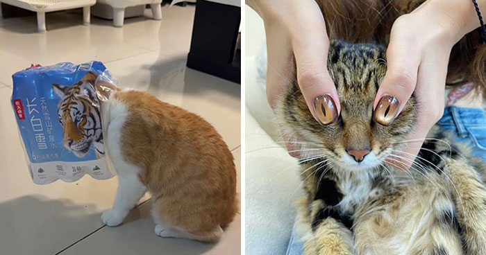 50 Of The Most Hilarious And Cute Cat-Themed ‘Important Animal Images’ To Brighten Your Day