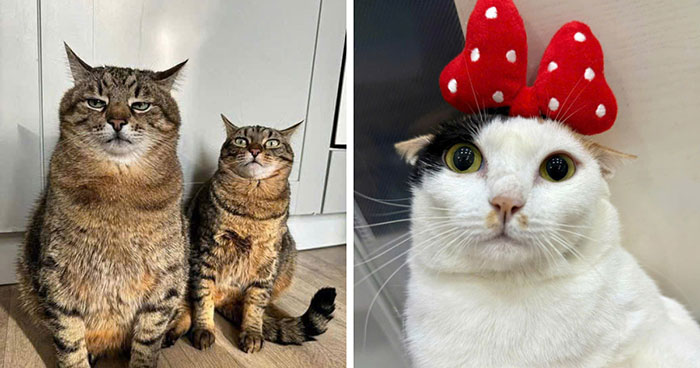 50 Pics Of Cats So Adorable They Should Probably Be Declared National Treasures