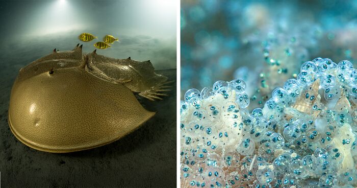 30 Incredible Underwater Photos That Reveal The Secret Life Beneath The Waves By Laurent Ballesta