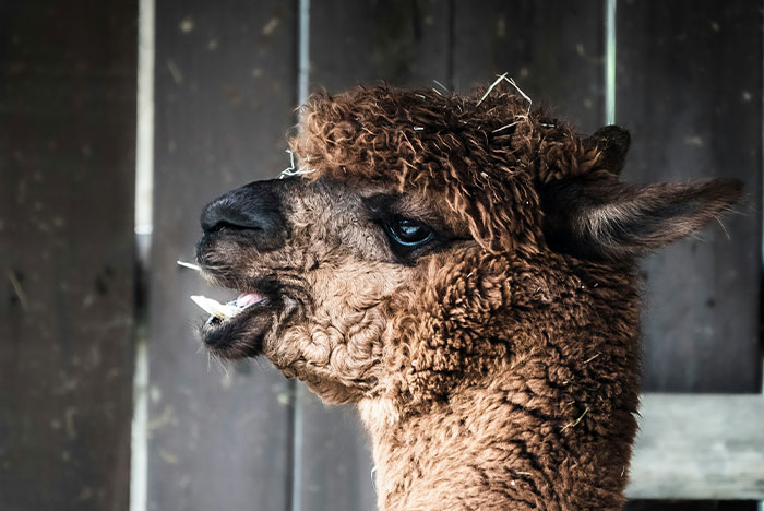 Close-up of a brown alpaca with curly fur showing teeth, illustrating instant karma in animals and nature moments.