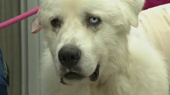 Large white dog with heterochromia eyes, looking calm indoors, surrounded by still remains undiscovered to this day facts.