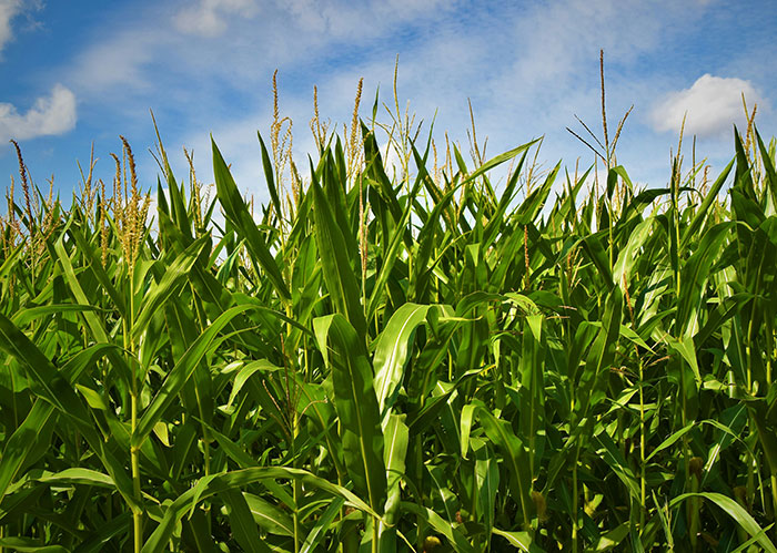 Tall green corn stalks under a partly cloudy blue sky in a vibrant agricultural field scene