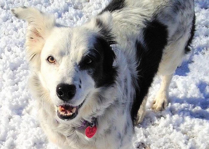 Border collie with black and white fur standing in the snow, showcasing a friendly expression and alert eyes.
