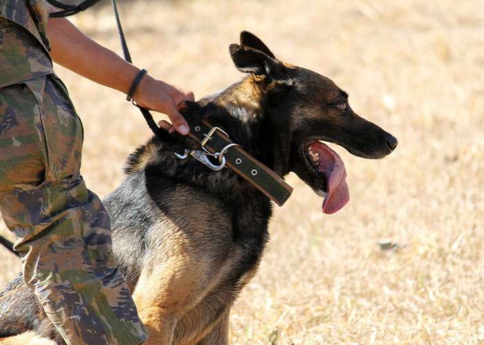 Military person holding a German Shepherd dog on leash outdoors, illustrating Rihanna slapped him fascinating facts.