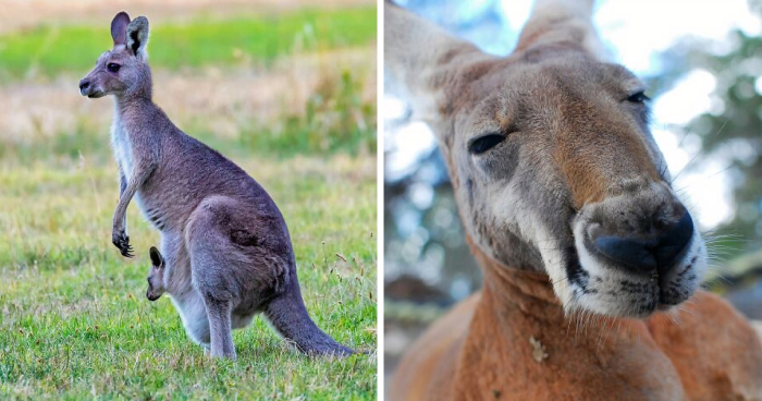 World Kangaroo Day: 35 Astonishing Facts About Australia’s Icons That Will Totally Shock You
