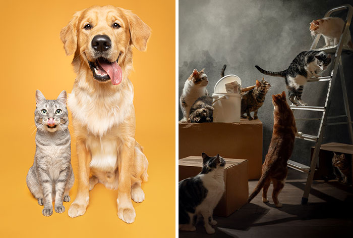 44 Of The Best Pet Photos In The World, As Chosen By The 2025 International Pet Photography Awards