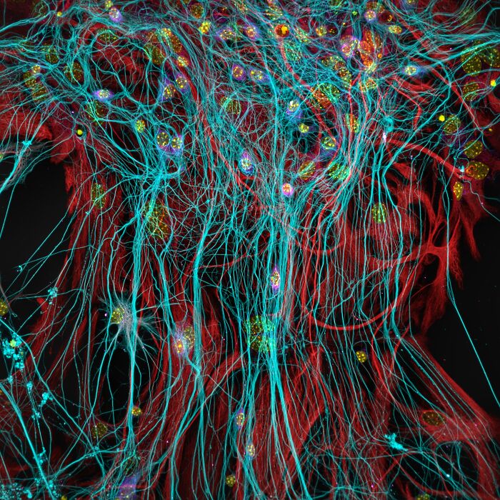 Colorful microscopic image showing neurons and cells with glowing blue, red, and yellow structures from Nikon Small World contest 2025.