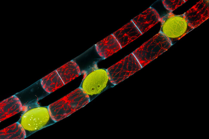 Close-up microscopic image showcasing vibrant cells in the 2025 Nikon Small World photomicrography contest.