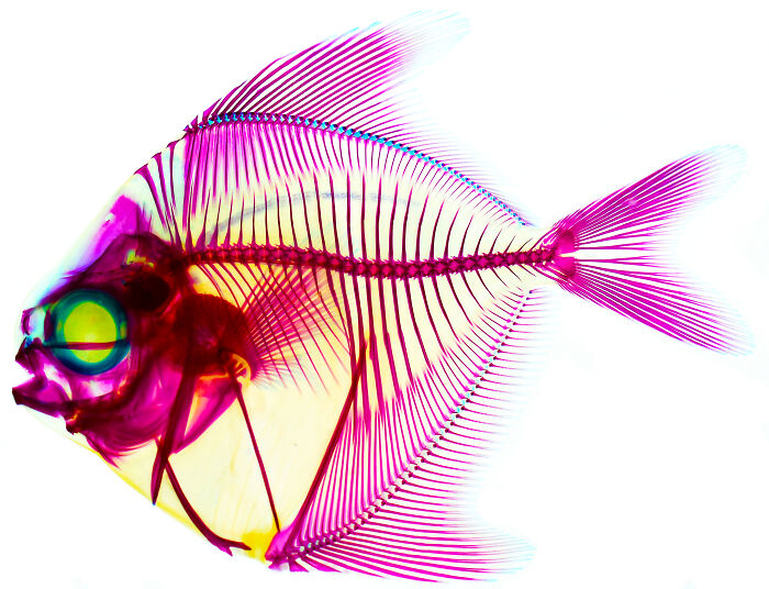 Microscopic image of a fish skeleton with vibrant purple and yellow hues from the 2025 Nikon Small World photomicrography contest.