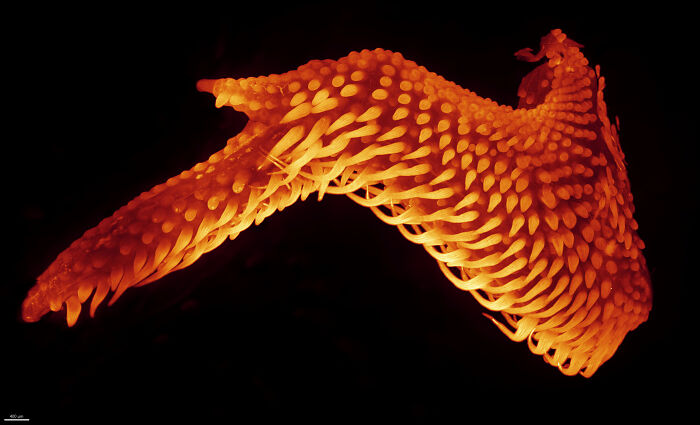 Close-up microscopic image of a vibrant orange specimen showcasing intricate textures from the 2025 Nikon Small World contest.