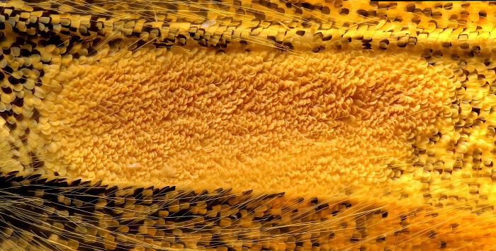 Close-up microscopic image revealing intricate patterns and textures from the 2025 Nikon Small World photomicrography contest.