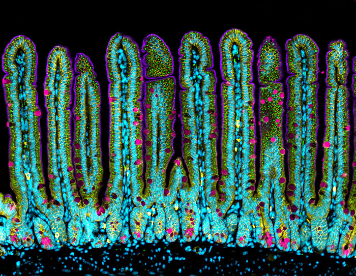 Colorful microscopic image showing intricate cellular structures in vibrant blues, greens, and pinks from Nikon Small World contest.