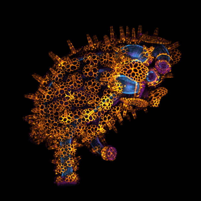 Colorful microscopic image of a spiky organism showcasing intricate details from Nikon Small World photomicrography contest.