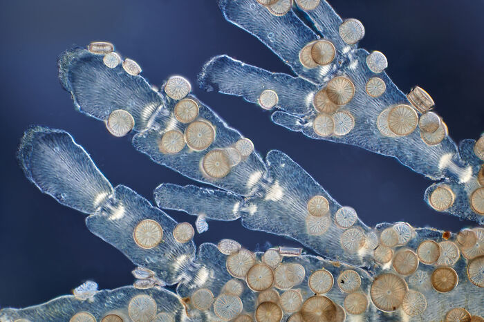 Microscopic image of marine diatoms on blue coral branches captured in the 2025 Nikon Small World photomicrography contest.
