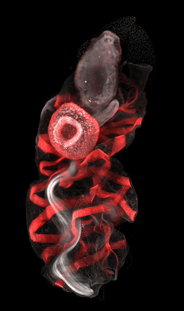 Microscopic image of a detailed translucent organism with red and white structures from the Nikon Small World contest.
