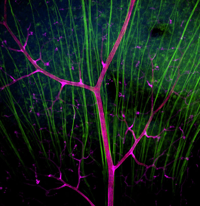 Microscopic image showing intricate green and purple structures resembling plant veins in Nikon Small World photomicrography contest.
