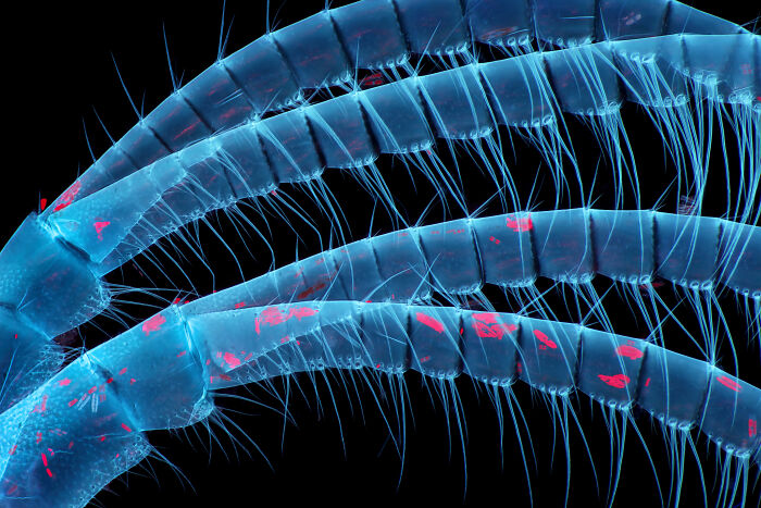 Close-up microscopic image showcasing intricate details of tiny hairs and segments in the Nikon Small World photomicrography contest.