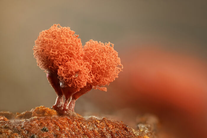 Close-up microscopic image showing detailed texture of vibrant orange fungal growth from Nikon Small World contest.