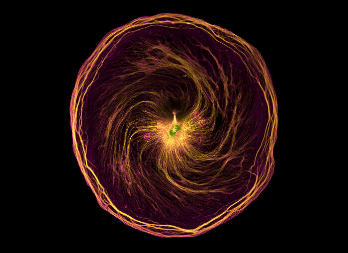 Microscopic image showing intricate swirling patterns and vibrant colors from the Nikon Small World photomicrography contest