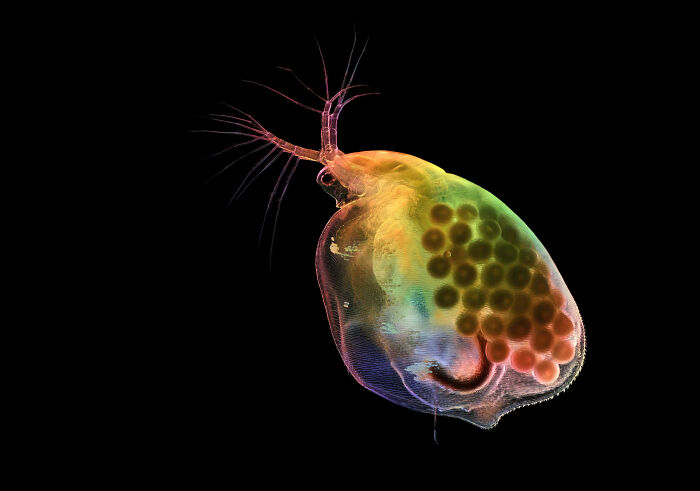 Microscopic image of a colorful water flea showing intricate details in the 2025 Nikon Small World photomicrography contest.
