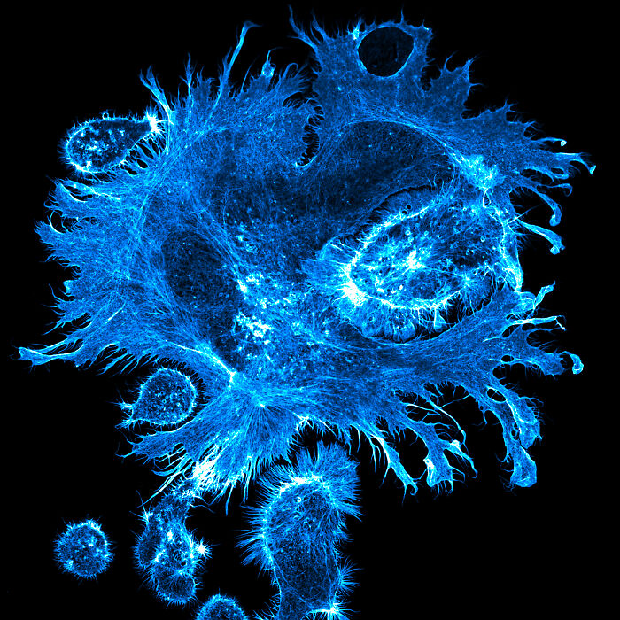 Microscopic image showcasing intricate cellular structures captured in the 2025 Nikon Small World photomicrography contest.