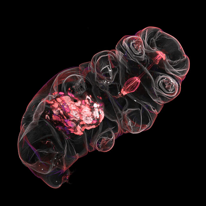 Microscopic image of a transparent tardigrade highlighting internal structures in the 2025 Nikon Small World contest.