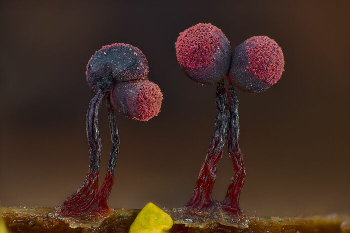 Close-up microscopic image showing detailed texture and colors in a Nikon Small World photomicrography contest entry.