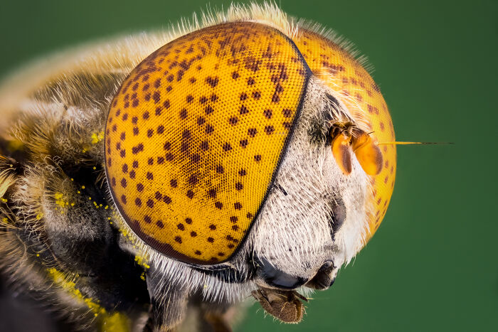 Close-up microscopic image of a fly's compound eye showing detailed textures and patterns from Nikon Small World contest.