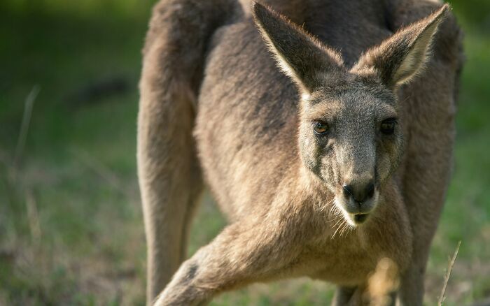 Close-up of a kangaroo in natural habitat with detailed fur texture, highlighting World Kangaroo Day awareness.