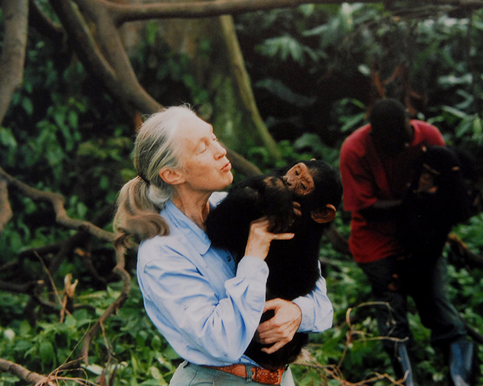 Jane Goodall, Legendary Chimpanzee Expert And Animal Advocate, Passes Away At 91