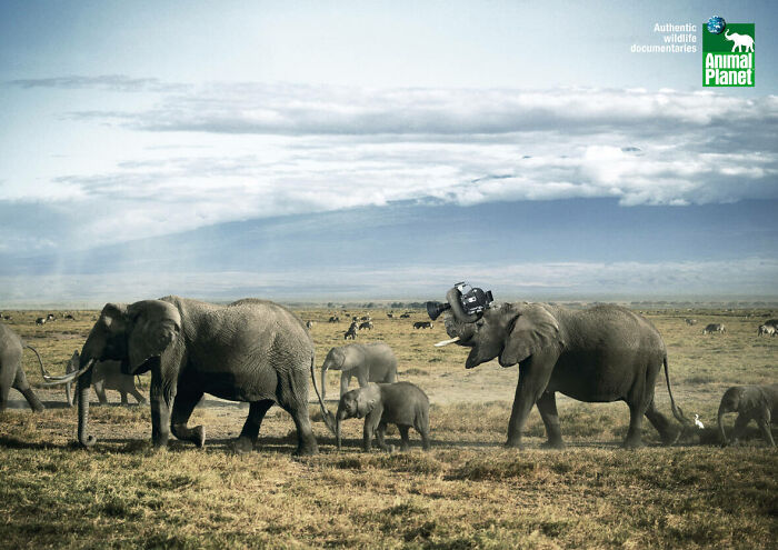 Herd of elephants walking in a savannah, one elephant holding a camera with its trunk for an elephant ad campaign.