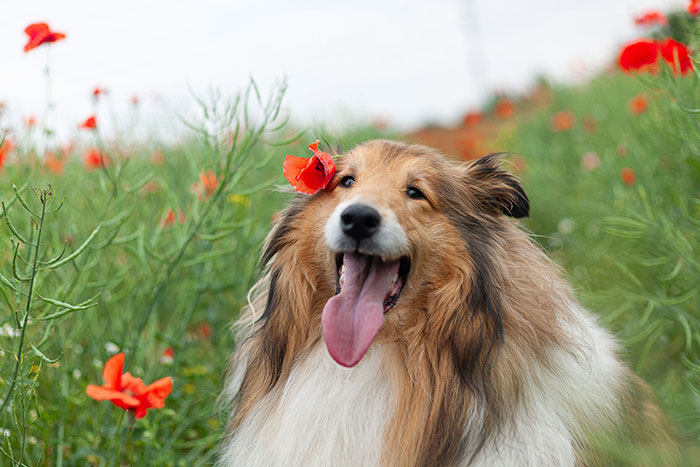 Happy Shetland Sheepdog with a flower in its fur, representing the name Lassie from a childhood dog story.