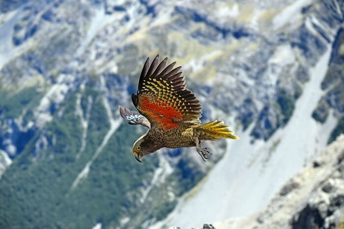 Kea bird flying in mountainous terrain, showcasing one of the most unbelievable facts about their countries that are true.
