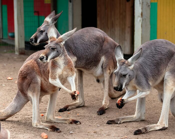 Three kangaroos in an enclosure eating carrots, showcasing unique behaviors for World Kangaroo Day facts.
