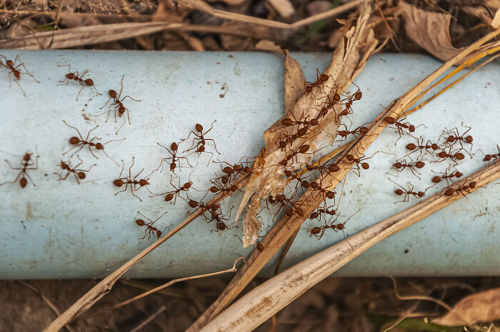 Close-up of ants crawling on a pipe and dry leaves, illustrating random things kids did that seem unusual now.